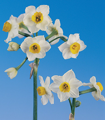 Chinese Sacred Lily