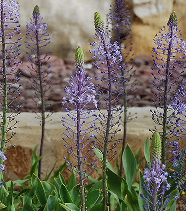 Scilla hyacinthoides